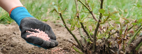 5 Geheimnisse der Rosenpflege nach dem Winter - Haus und Garten 5 Geheimnisse der Rosenpflege nach dem Winter