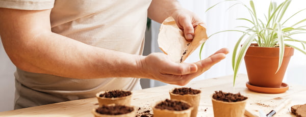 Anbau von Lavendel im Topf von der Aussaat bis zum ausgewachsenen Strauch