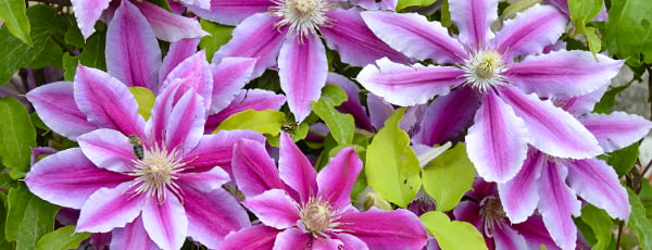 Clematis-Ratgeber: von der Pflanzung bis zur üppigen Blüte