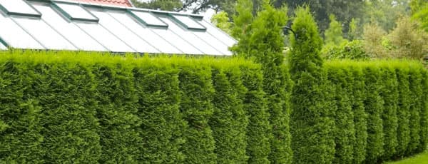 Die besten Nadelbäume für den Garten - Haus und Garten Die besten Nadelbäume für den Garten