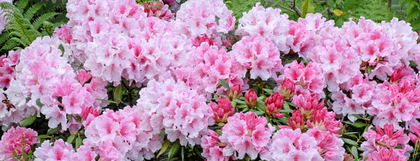 Die Geheimnisse des erfolgreichen Rhododendronanbaus