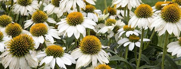 Die Schönheit und Heilkraft der Echinacea: Anleitung zum Anbau der Wunderblume