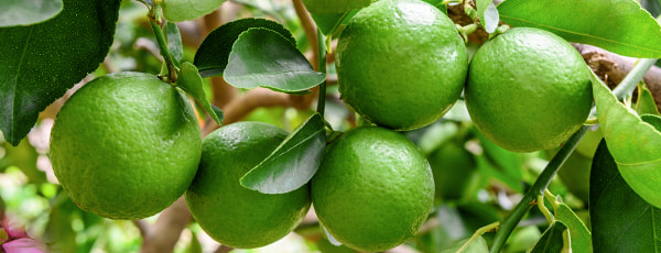 Drei bewährte Methoden für den Anbau von Limetten auf der Fensterbank