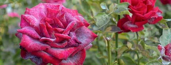 Echter Mehltau an Rosen - wie kann man seine Pflanzen retten? - Haus und Garten Echter Mehltau an Rosen - wie kann man seine Pflanzen retten?