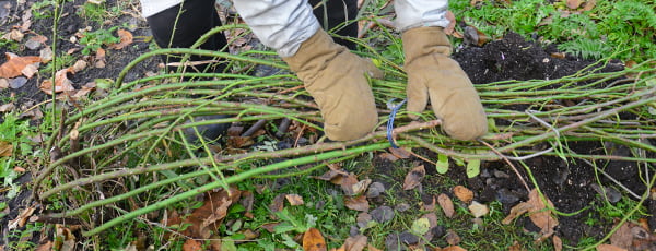 Ein Wintermärchen für Rosen: Womit sollten Sie Ihre Sträucher abdecken, damit sie nicht erfrieren? - Haus und Garten Ein Wintermärchen für Rosen: Womit sollten Sie Ihre Sträucher abdecken, damit sie nicht erfrieren?