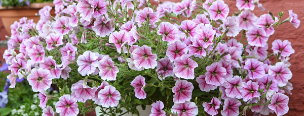 Entdecken Sie den Zauber der Balkonblumen: von der Aussaat bis zur Blüte