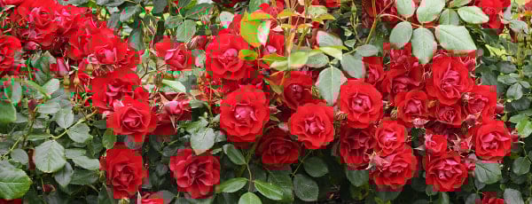 Frühjahrspflege für Rosen - Haus und Garten Frühjahrspflege für Rosen