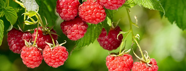 Geheimnisse der erfolgreichen Vorbereitung von Himbeeren für den Winter
