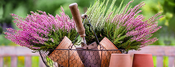 Heidekraut im Garten: Merkmale und Feinheiten des Anbaus
