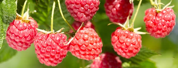 Herbstpflanzung von Himbeeren: Geheimnisse für eine reiche Ernte im nächsten Jahr