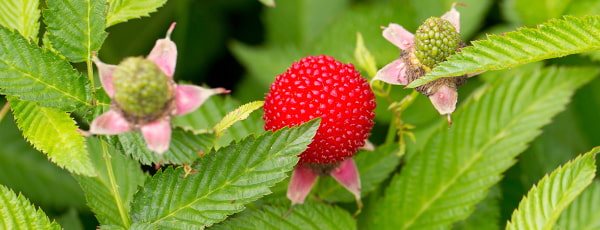 Himbeere-Erdbeere: eine Übersicht über Gartenraritäten