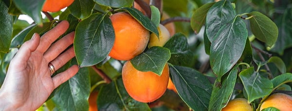 Kakipflaumen von der Aussaat bis zur Ernte - Geheimnisse des erfolgreichen Anbaus - Haus und Garten Kakipflaumen von der Aussaat bis zur Ernte - Geheimnisse des erfolgreichen Anbaus