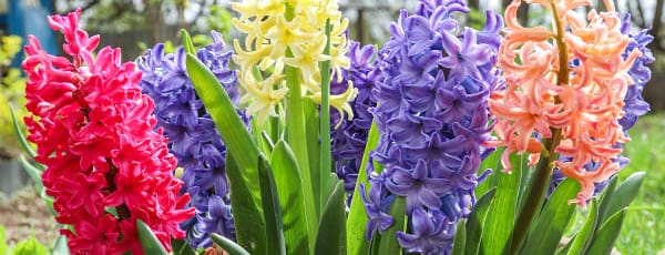 Mai im Garten: Was kann man im Mai im Garten und im Obstgarten tun?
