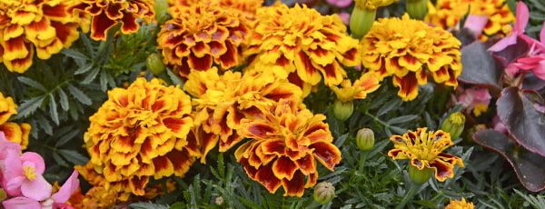 Ringelblumen - die Verbündeten des Gärtners im Kampf gegen Schädlinge