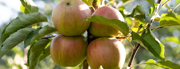 Säulenapfelbäume: ein kompakter Obstgarten mit reicher Ernte - Haus und Garten Säulenapfelbäume: ein kompakter Obstgarten mit reicher Ernte