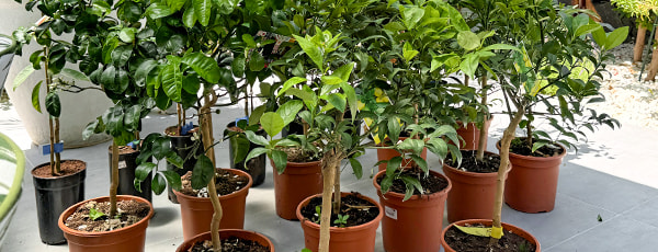 Säulenbäume im Container: Wie züchtet man einen Minigarten? - Haus und Garten Säulenbäume im Container: Wie züchtet man einen Minigarten?