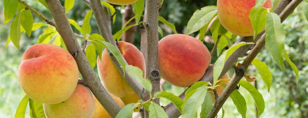 Säulenobstbäume - ein Fundstück für den kleinen Garten! - Haus und Garten Säulenobstbäume - ein Fundstück für den kleinen Garten!
