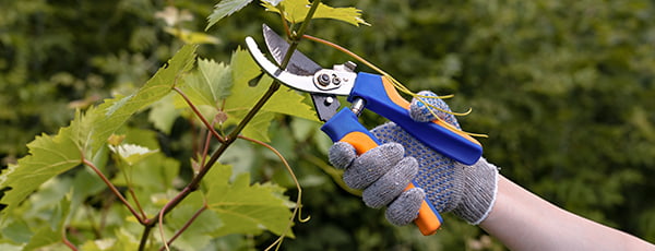 Schritt für Schritt: Regeln für das Pflanzen von Reben im Frühjahr