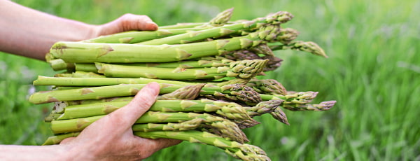 Spargelanbau - alles, was man wissen muss