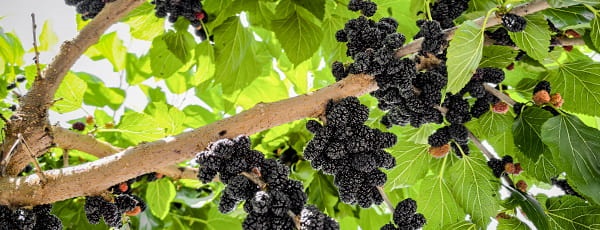 Warum Maulbeeren pflanzen: Nutzen, Schönheit und guter Geschmack