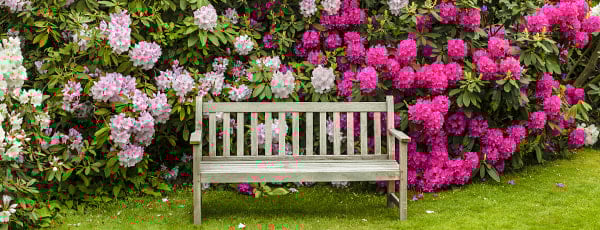 Was pflanzt man neben einen Rhododendron?