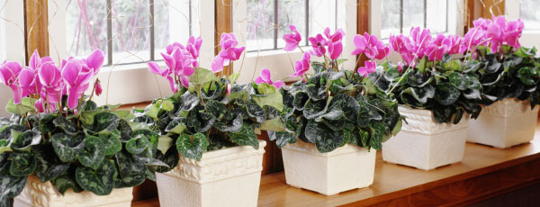 Welche blühenden Pflanzen kann man sowohl zu Hause als auch im Garten anbauen? - Haus und Garten Welche blühenden Pflanzen kann man sowohl zu Hause als auch im Garten anbauen?