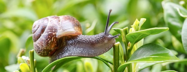 Wie kann man Schnecken mit Naturheilmitteln abwehren?