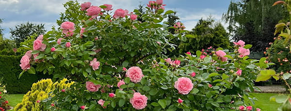 Wie legt man einen eigenen Rosengarten an und pflegt ihn richtig? - Haus und Garten Wie legt man einen eigenen Rosengarten an und pflegt ihn richtig?