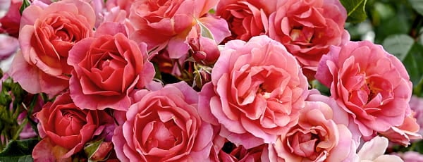 Wie man die Kordes-Rosensorten richtig pflegt - Haus und Garten Wie man die Kordes-Rosensorten richtig pflegt