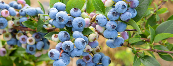 Wie pflanzt man Blaubeeren im Frühjahr?