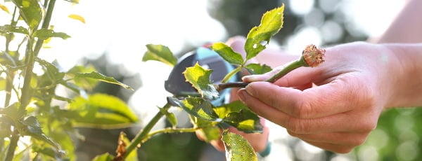 Wie pflegt man Rosen nach der Blüte? - Haus und Garten Wie pflegt man Rosen nach der Blüte?