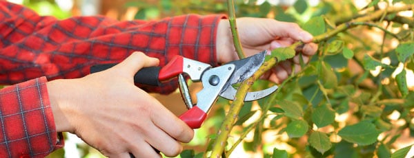 Wie und wann beschneidet man Rosen? - Haus und Garten Wie und wann beschneidet man Rosen?