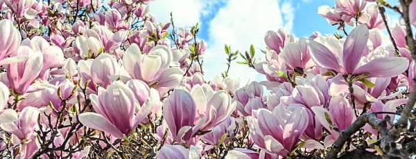Wunderschöne Magnolie - ein Symbol für Frühling und Leben