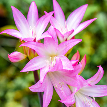 Amarcrinum