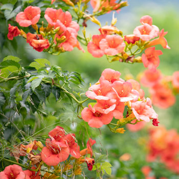 Amerikanische MILIN RADICANS