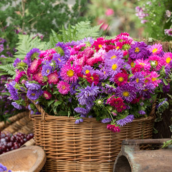 Aster