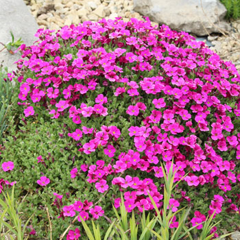 Die Gartenpreiselbeere