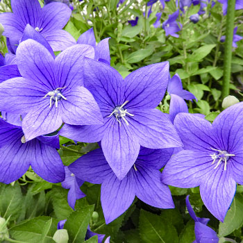 Ballonblume