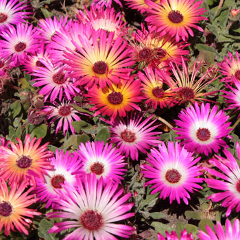 Mittagsblume, mix