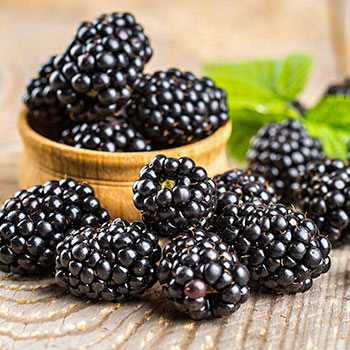 Brombeere ohne Dornen