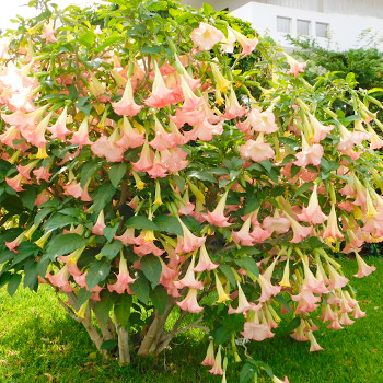 Brugmansia
