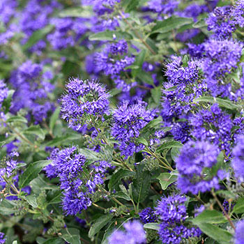 Caryopteris