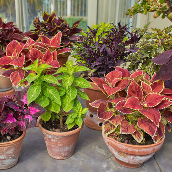 Coleus