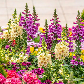 Digitalis