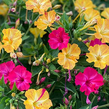 Duftende Wunderblumen