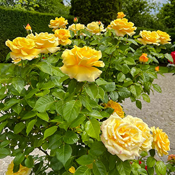 Englische Rosen