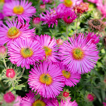 Glattblatt Aster