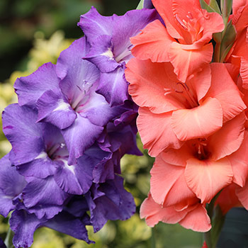 Großblumige Gladiole