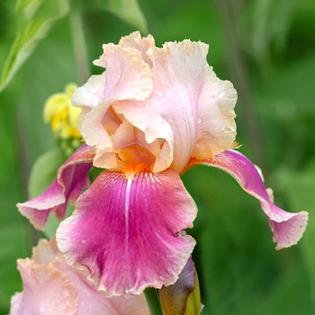 Holländische Iris