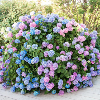 Hydrangea